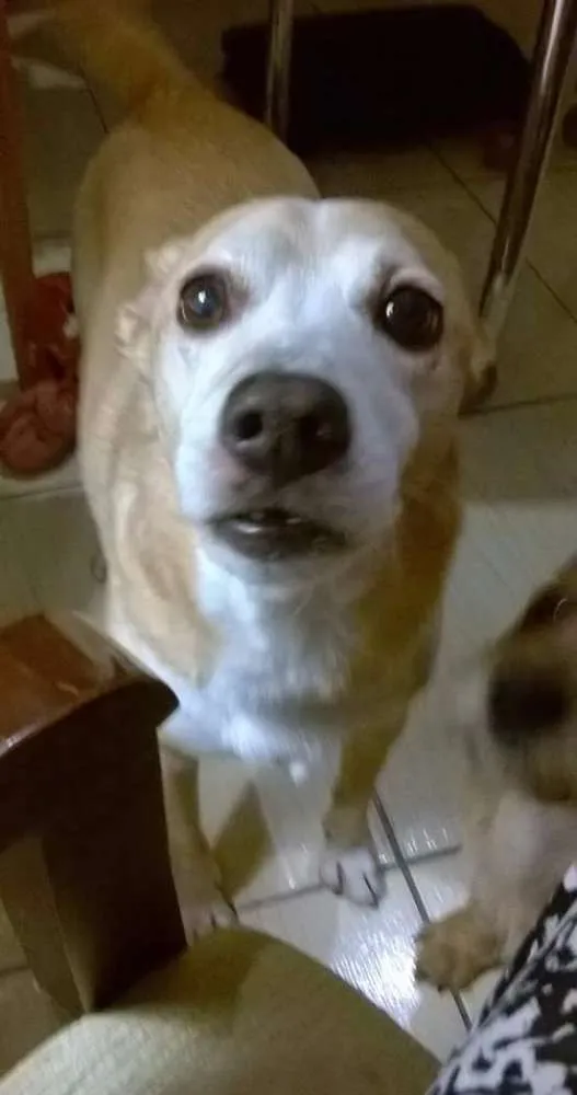 Cachorro ra a SRD idade 6 ou mais anos nome JONNY