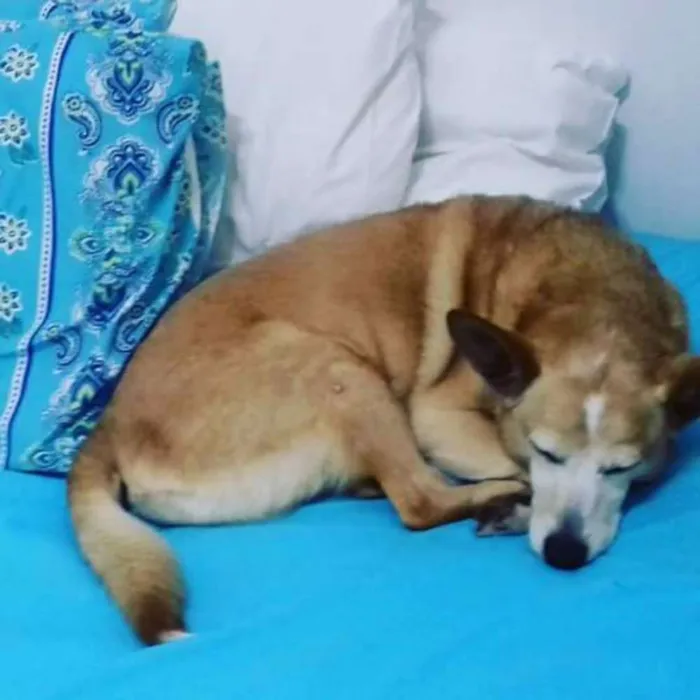 Cachorro ra a SRD idade 6 ou mais anos nome JONNY