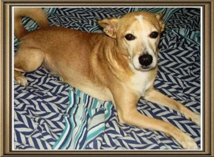 Cachorro ra a SRD idade 6 ou mais anos nome JONNY