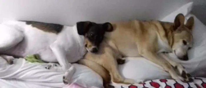 Cachorro ra a SRD idade 6 ou mais anos nome JONNY