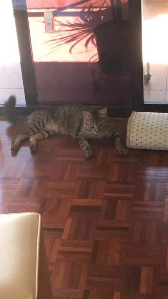 Gato ra a Sem raça definida idade 1 ano nome Bolinha