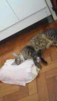 Bolinha