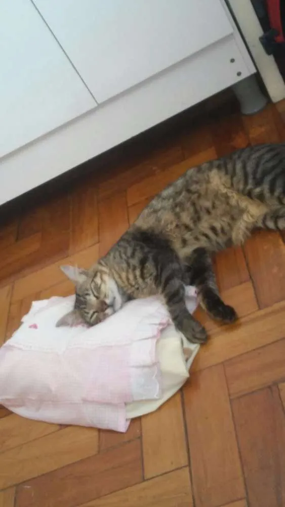 Gato ra a Sem raça definida idade 1 ano nome Bolinha