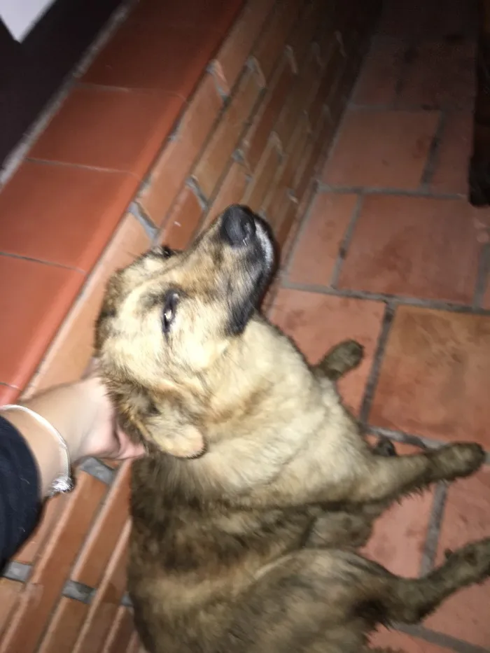 Cachorro raça vira lata idade 7 a 11 meses nome Caipa