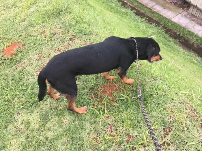 Cachorro ra a SRD idade 6 ou mais anos nome BRUCE