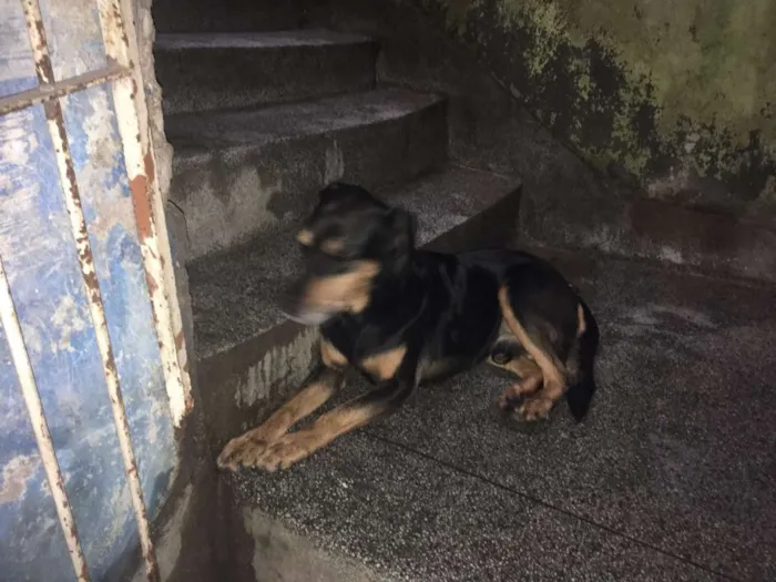 Cachorro ra a SRD idade 6 ou mais anos nome BRUCE