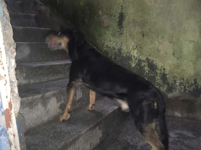 Cachorro ra a SRD idade 6 ou mais anos nome BRUCE