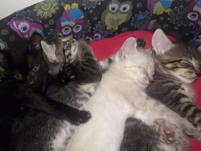 Gato ra a SRD idade 2 a 6 meses nome Vários 
