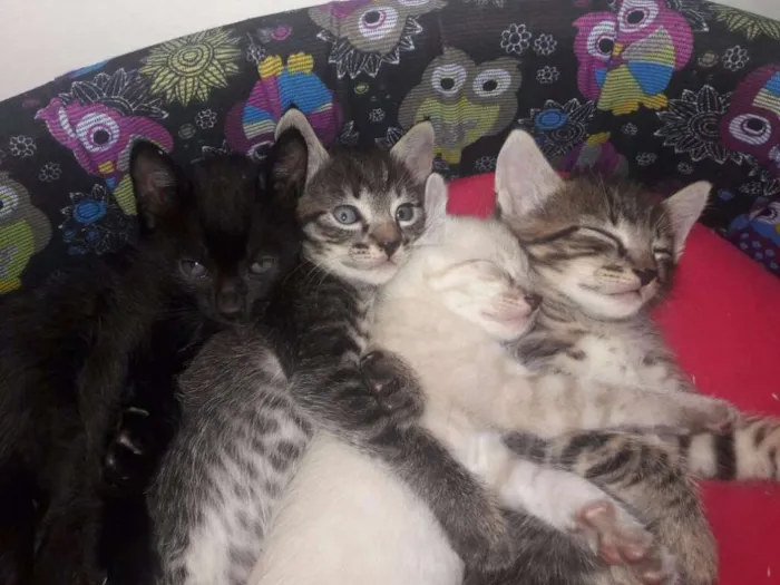 Gato ra a SRD idade 2 a 6 meses nome Vários 