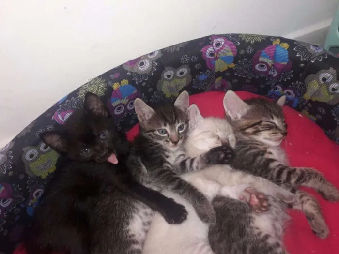 Gato ra a SRD idade 2 a 6 meses nome Vários 