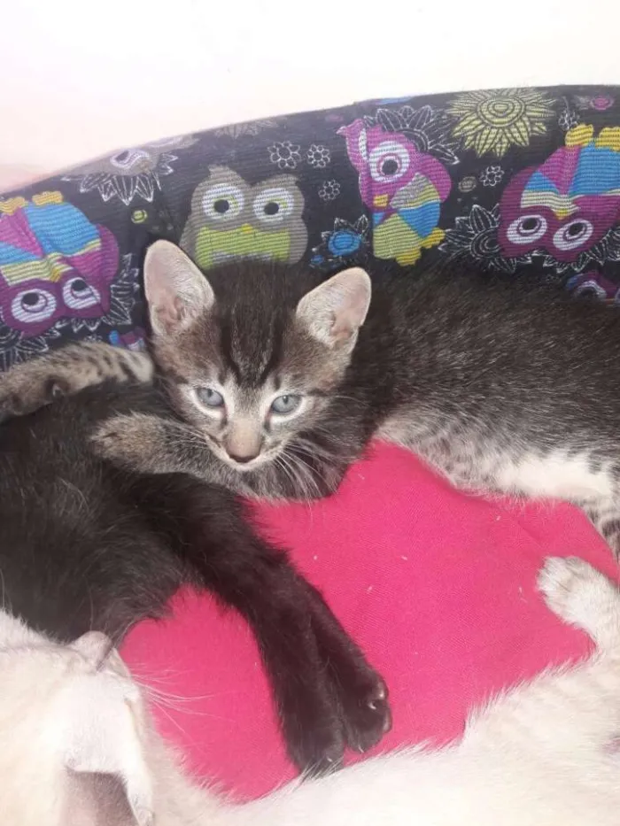 Gato ra a SRD idade 2 a 6 meses nome Vários 