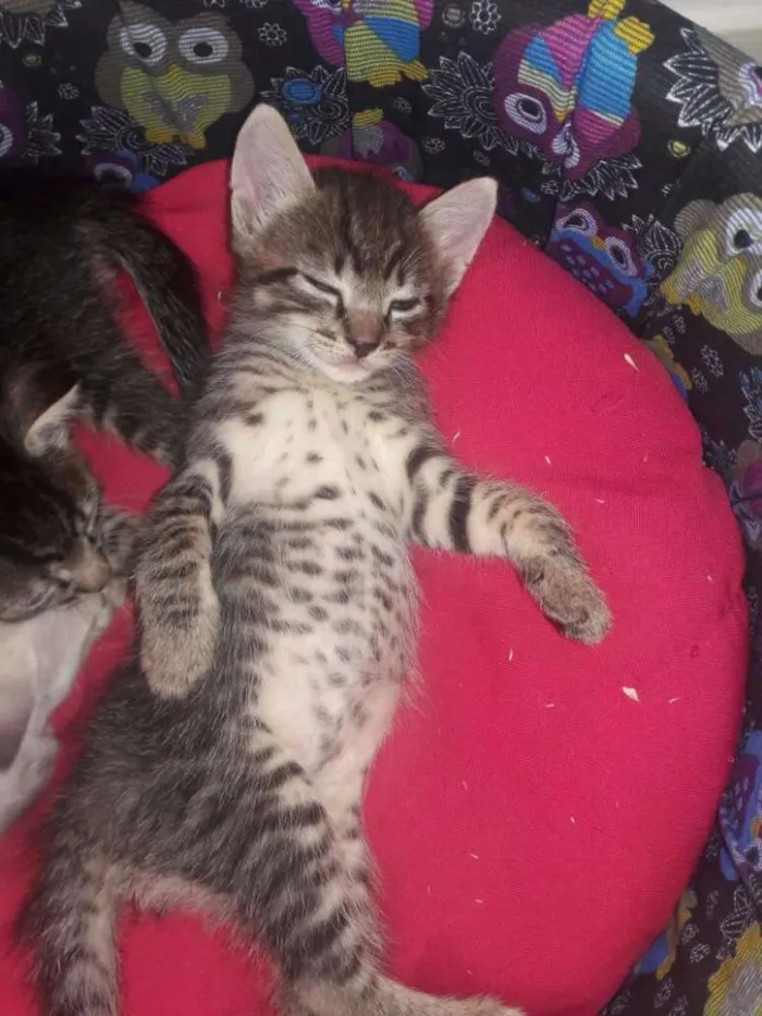Gato ra a SRD idade 2 a 6 meses nome Vários 
