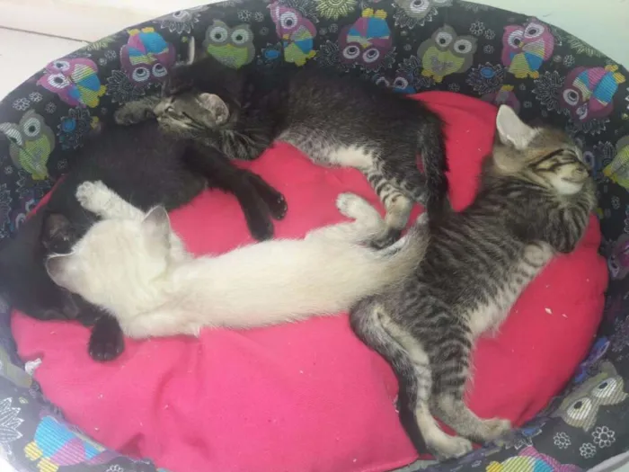 Gato ra a SRD idade 2 a 6 meses nome Vários 