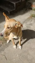 Maya