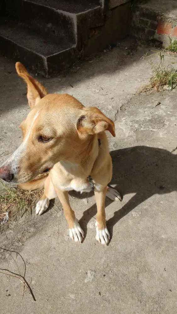 Cachorro ra a SRD idade 7 a 11 meses nome Maya