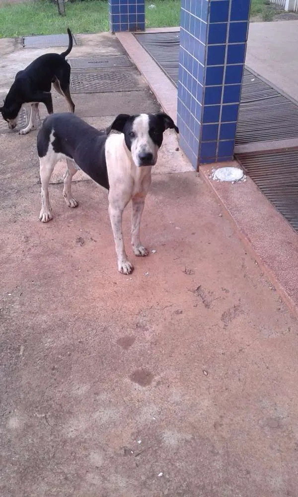 Cachorro ra a Vira-lata idade 3 anos nome Não sei