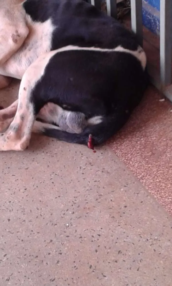 Cachorro ra a Vira-lata idade 3 anos nome Não sei