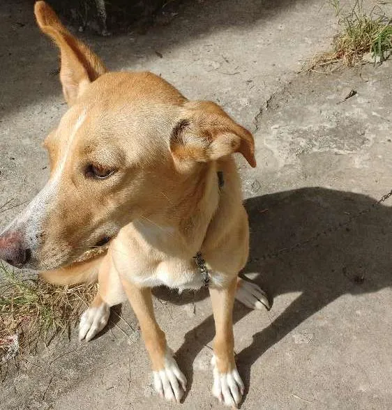 Cachorro ra a SRD idade 7 a 11 meses nome Maya