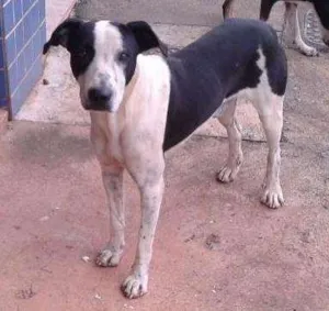 Cachorro raça Vira-lata idade 3 anos nome Não sei