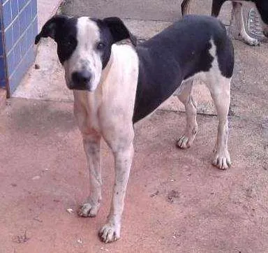 Cachorro ra a Vira-lata idade 3 anos nome Não sei