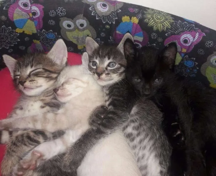 Gato ra a SRD idade 2 a 6 meses nome Vários 