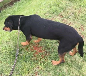 Cachorro raça SRD idade 6 ou mais anos nome BRUCE