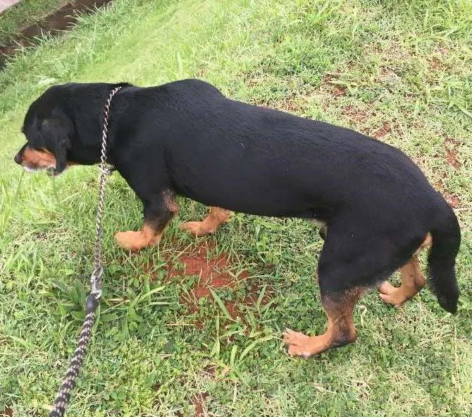 Cachorro ra a SRD idade 6 ou mais anos nome BRUCE