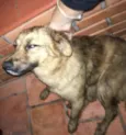 Cachorro raça vira lata idade 7 a 11 meses nome Caipa