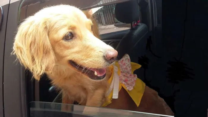 Cachorro ra a SRD idade  nome Princesa