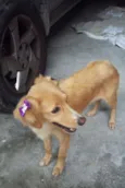 Princesa