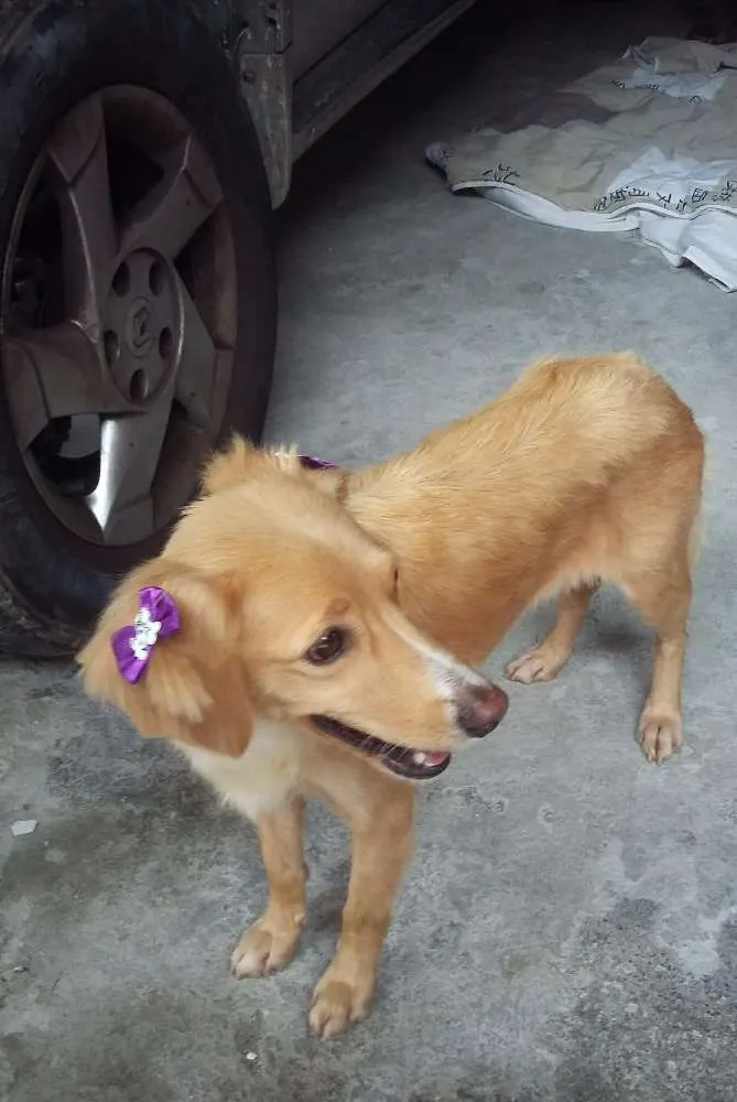 Cachorro ra a SRD idade  nome Princesa