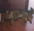 Bolinha