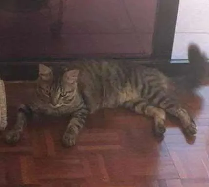 Gato ra a Sem raça definida idade 1 ano nome Bolinha