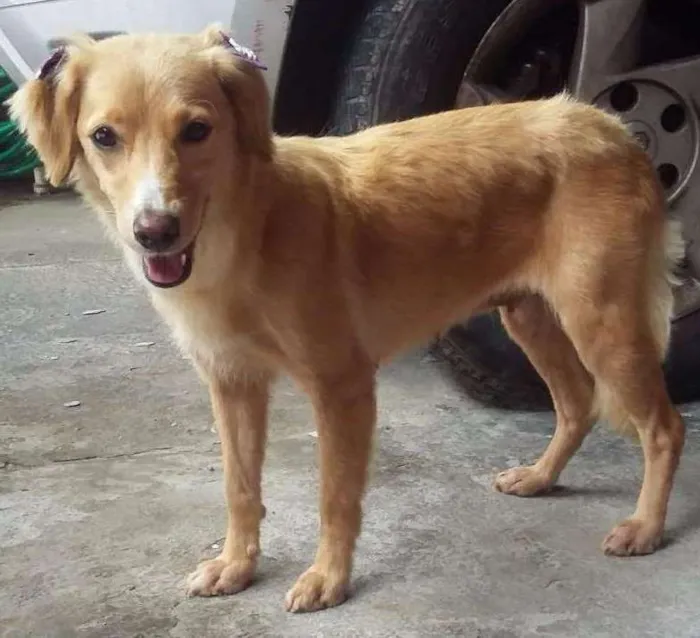 Cachorro ra a SRD idade  nome Princesa