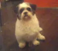 lillo