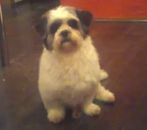 Cachorro raça Lhasa Apso idade 6 ou mais anos nome lillo