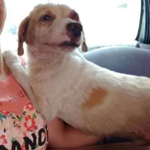 Cachorro raça SRD idade 1 ano nome Pirata/Zoiudinho
