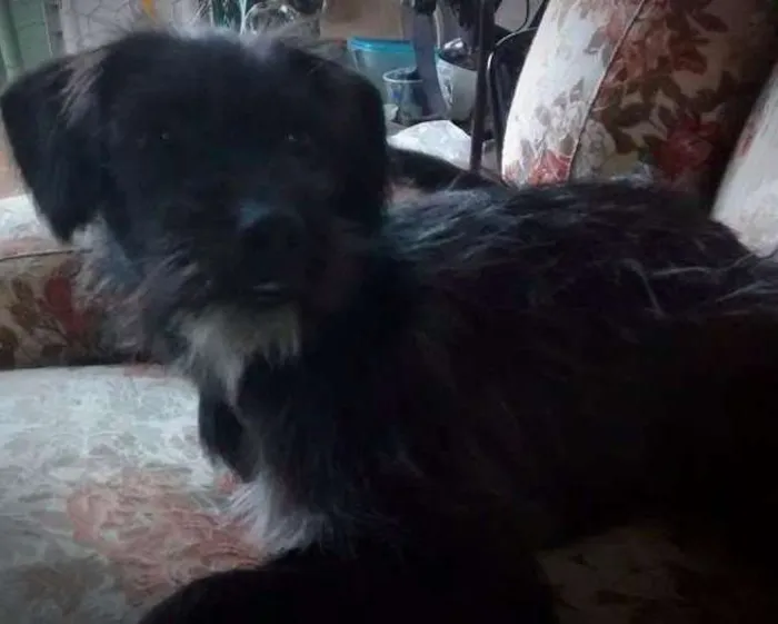 Cachorro ra a Vira Lata idade 2 a 6 meses nome Madruguinha