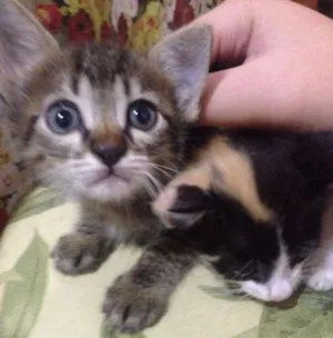 Gato raça Indefinida idade 2 a 6 meses nome A escolher