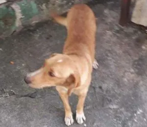 Cachorro raça SRD idade 2 anos nome menina