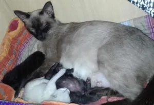 Gato raça Siamesa idade 3 anos nome Nina