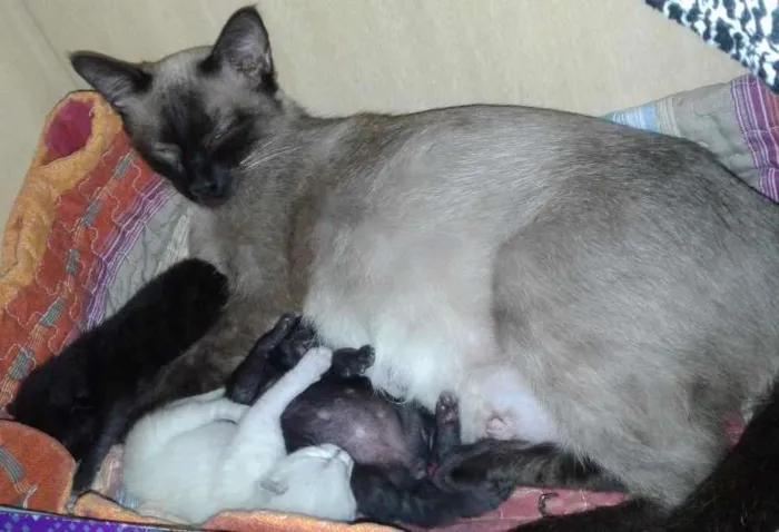 Gato ra a Siamesa idade 3 anos nome Nina