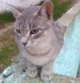 Fofinho 