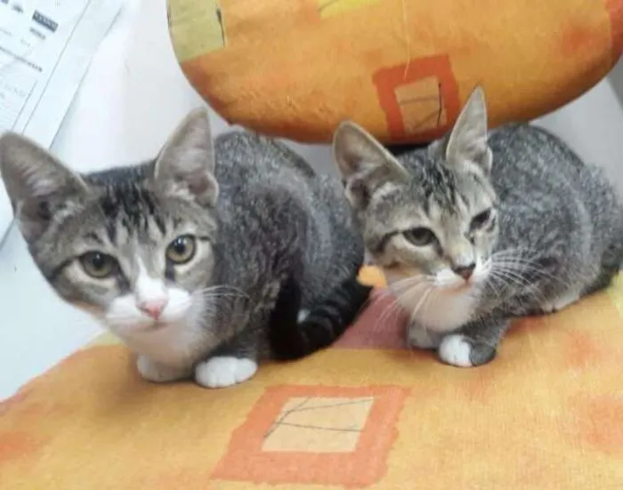 Gato ra a Sem raça definida  idade 2 a 6 meses nome Sem nome