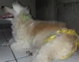 Belinha