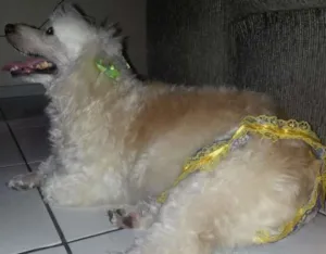Cachorro raça Poodle idade 5 anos nome Belinha