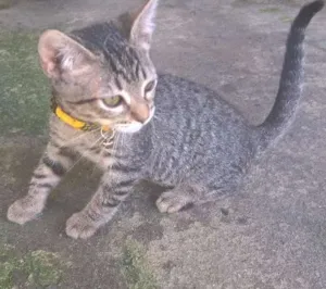 Gato raça  idade 2 a 6 meses nome miag e lindinha