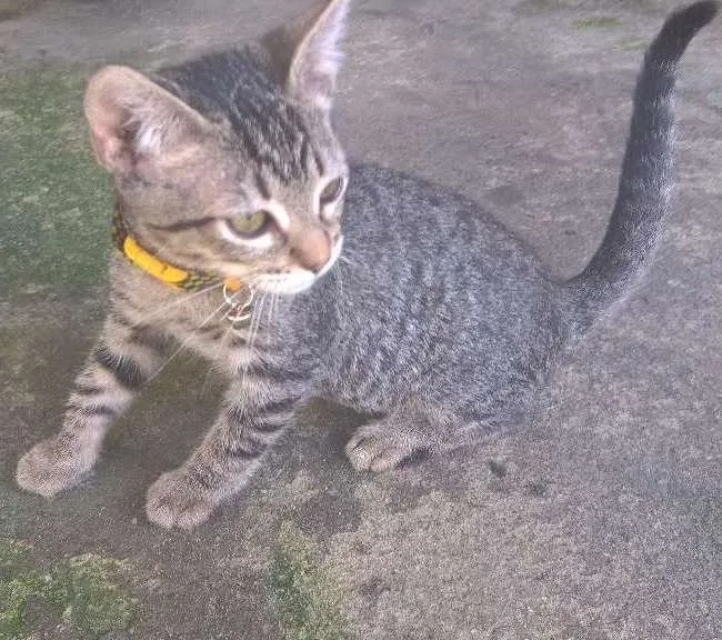 Gato ra a  idade 2 a 6 meses nome miag e lindinha