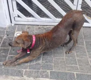 Cachorro raça SRD idade 3 anos nome Biscoito