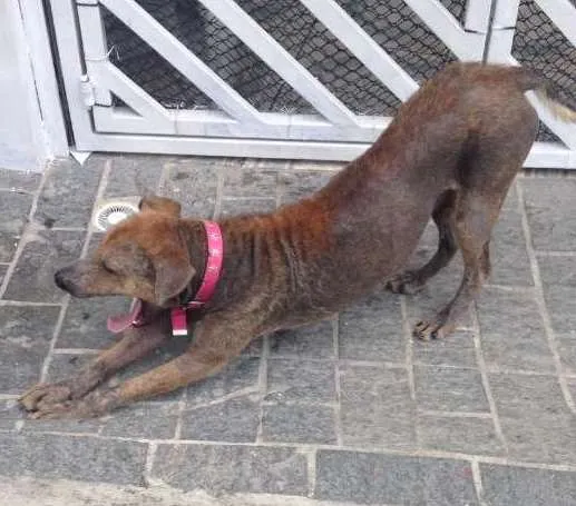 Cachorro ra a SRD idade 3 anos nome Biscoito
